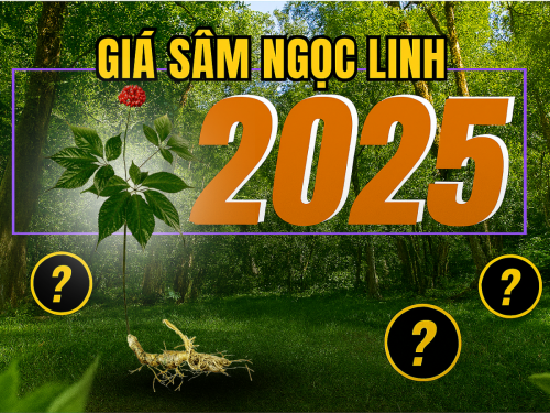 Giải đáp: Giá sâm Ngọc Linh bao nhiêu tiền 1kg? Có đắt như lời đồn?